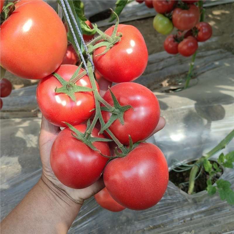 Pomodoro Carne (TO-03)