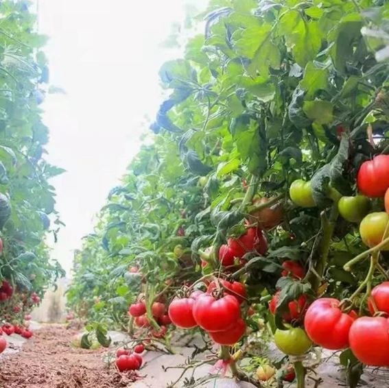 Pomodoro manzo (TO-D17）