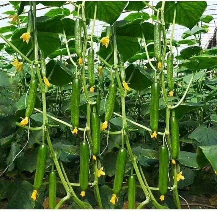 Glossy Color Gynoecious Cucumber Seeds factory