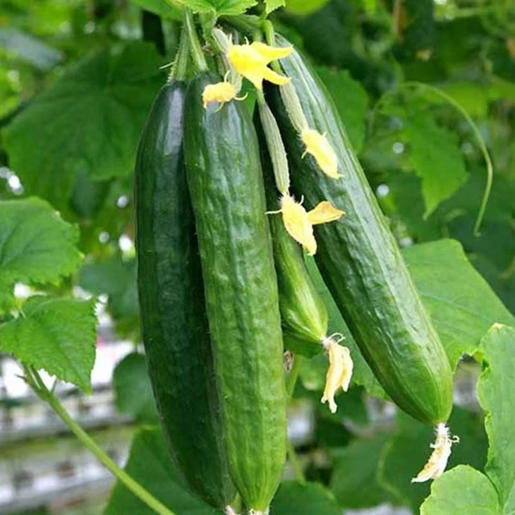 Glossy Color Gynoecious Cucumber Seeds suppliers