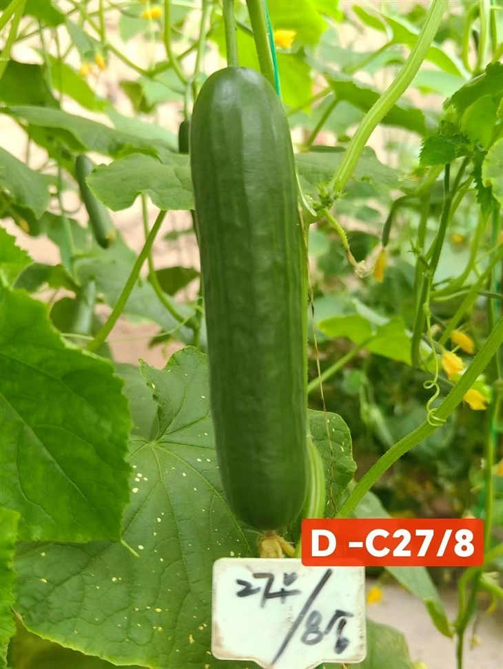 Semi di cetriolo ginoico di colore lucido