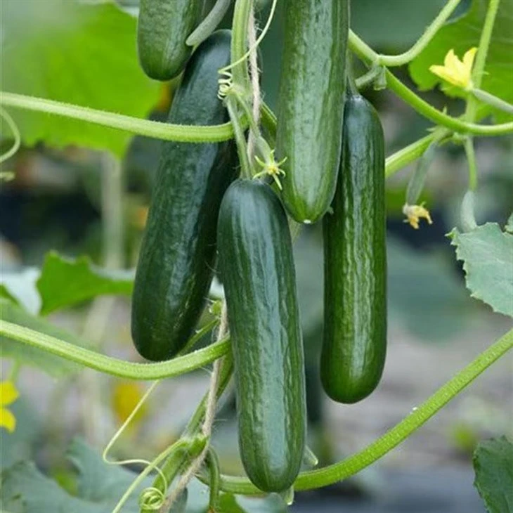Glossy Color Gynoecious Cucumber Seeds best