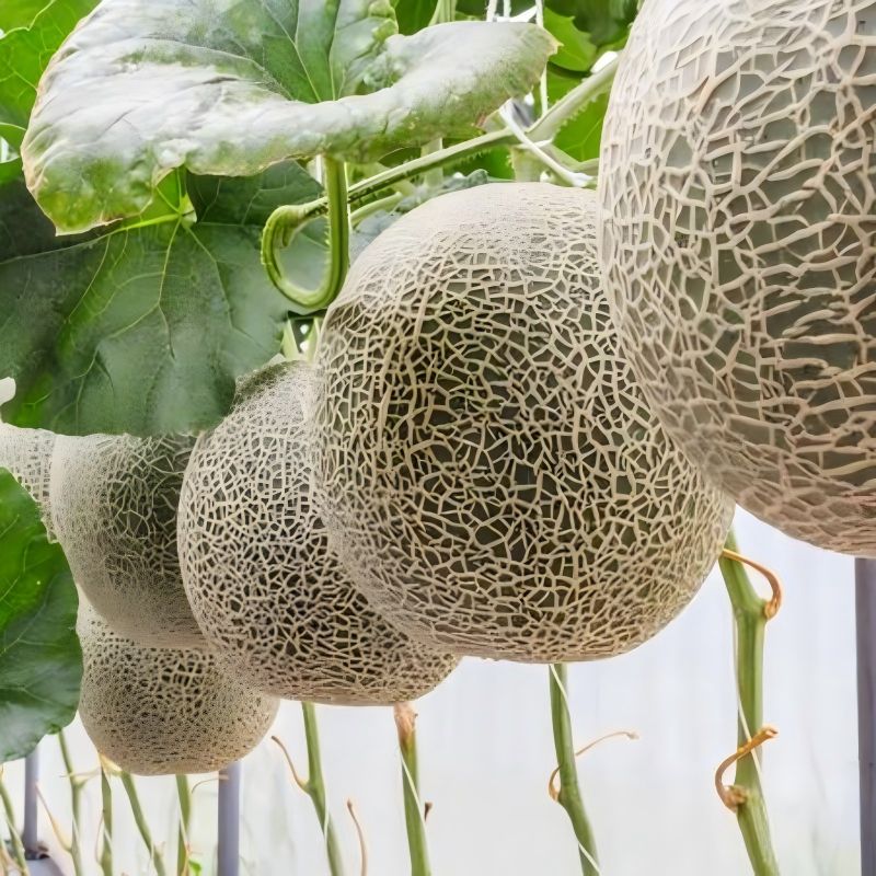 Semi di melone di forma ovale con buccia grigio-verde ME-105