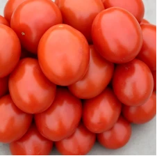 product-226-224