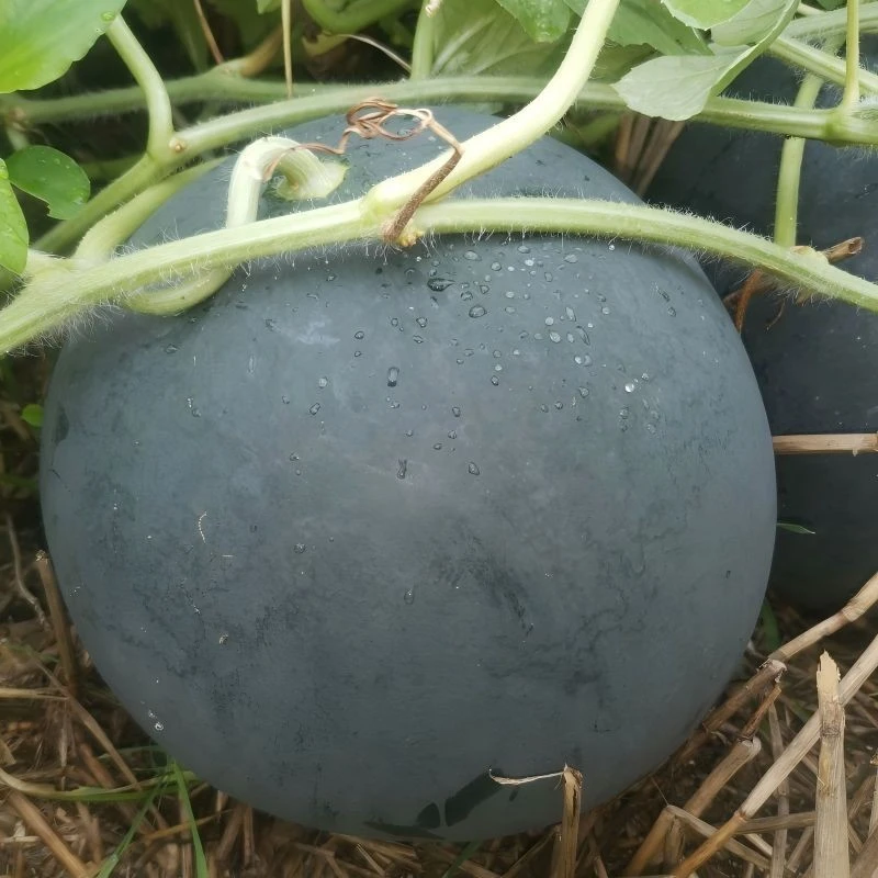 Round Shape Dark Green Seedless Watermelon WA-T12（1）