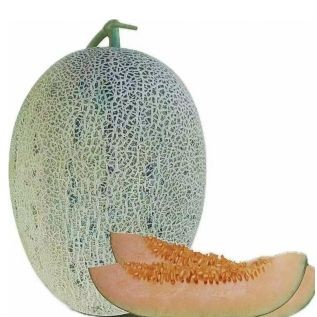 Semillas de Melón de Forma Ovalada Alargada ME-110G(2)