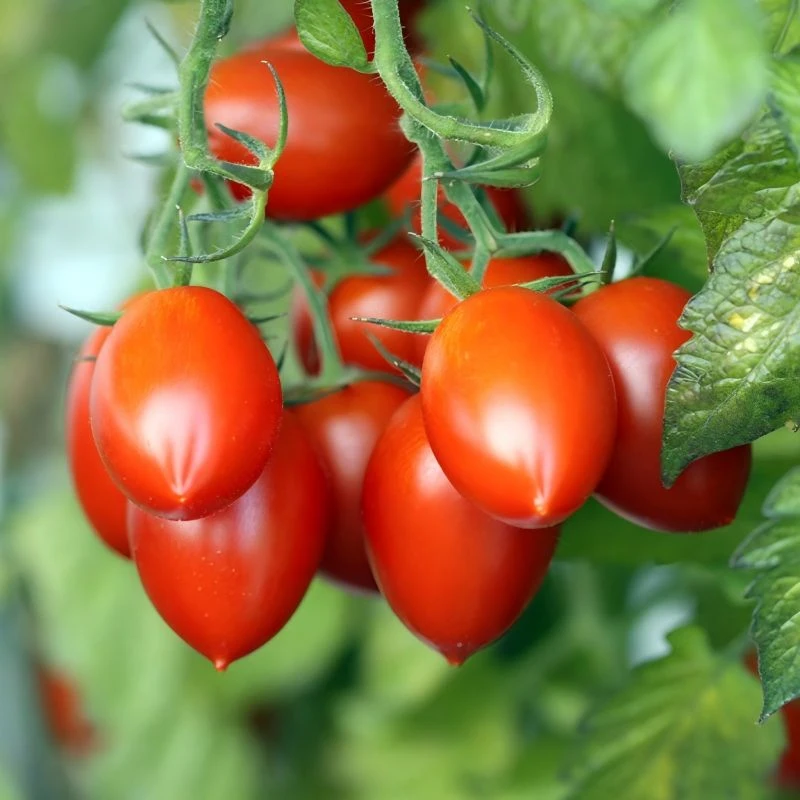 Semi di pomodoro Roma tondi quadrati TO-262