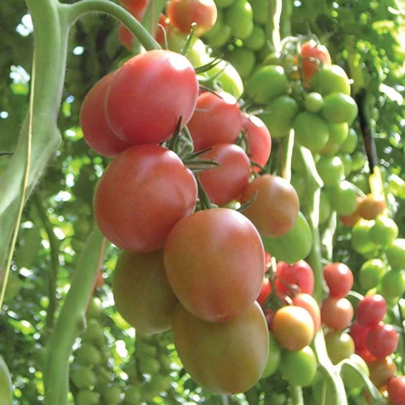 Square Round Roma Tomato Seeds TO-262(2)