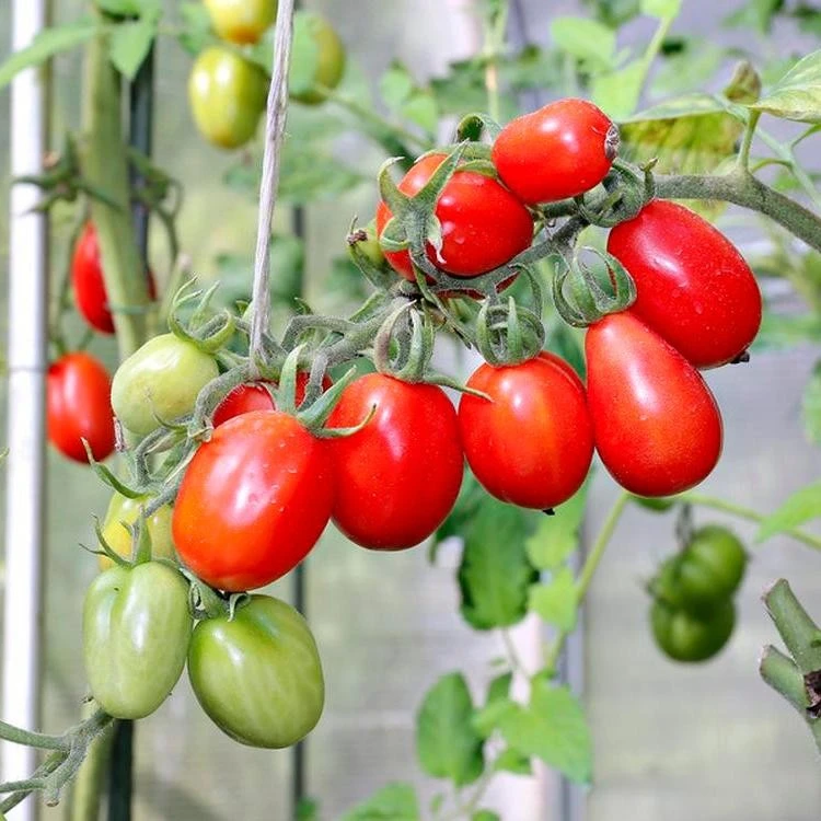 tomato seeds3